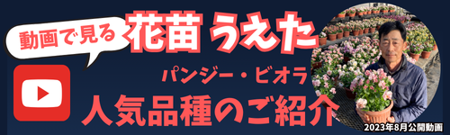花苗うえた