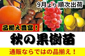 果樹苗大集合