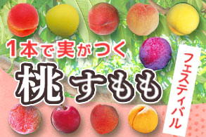 ももすもも