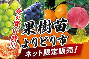 果樹よりどり市