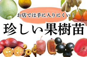 珍しい