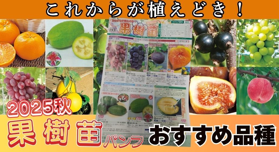 果樹パンフ特集