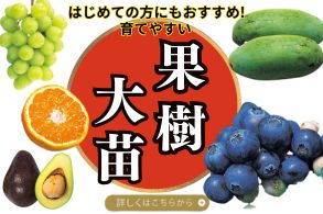 果樹大苗