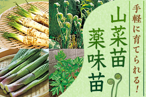 山菜・薬味苗