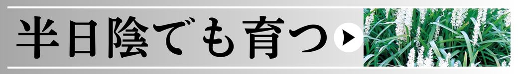 半日陰に向く