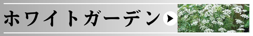 ホワイトガーデン