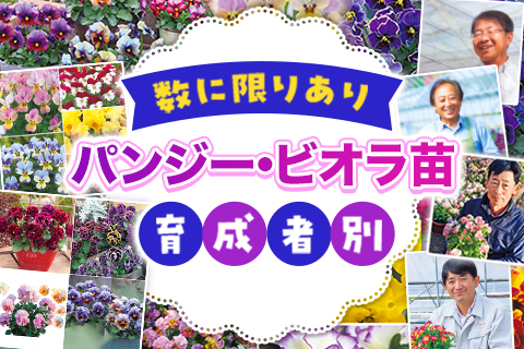 育種家パンジービオラ特集
