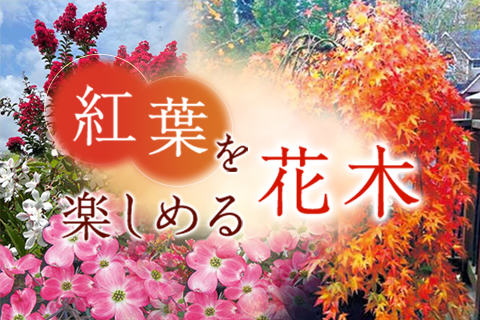 紅葉を楽しむ花木