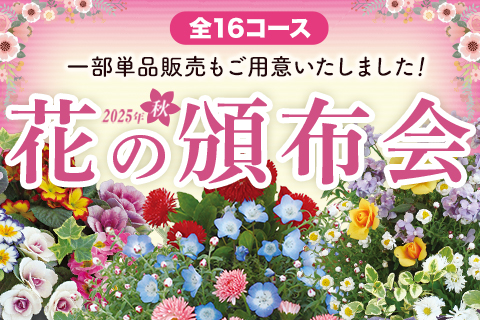 頒布会