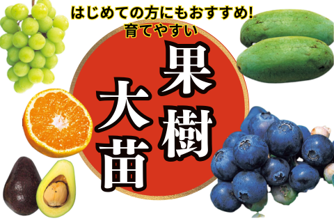 早くなります果樹大苗！