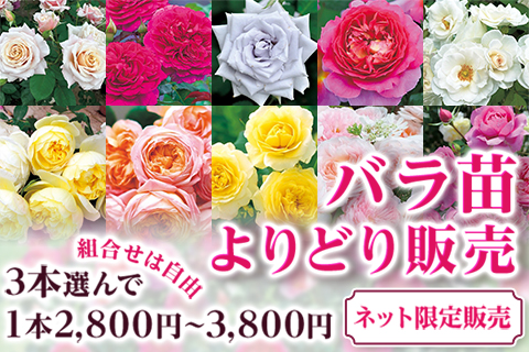 バラ苗よりどり販売
