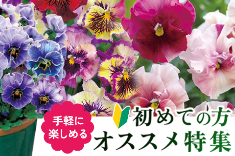 手軽に楽しめる初心者の方オススメ