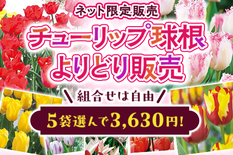 チューリップよりどり販売