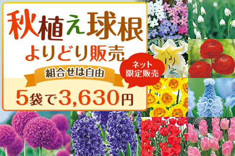 秋植え球根よりどり販売