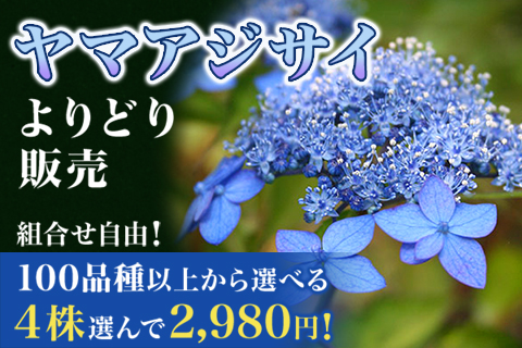 ヤマアジサイよりどり販売