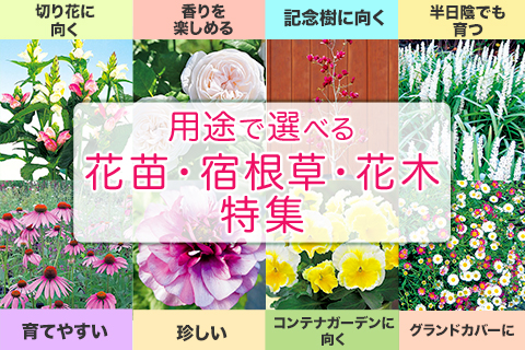 用途別花苗･宿根草･花木