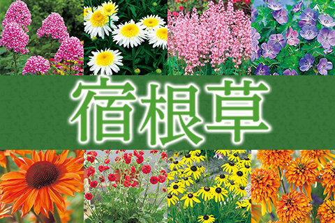 宿根草特集