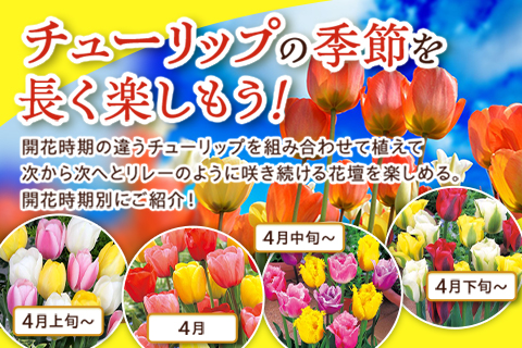 チューリップの季節長く楽しもう