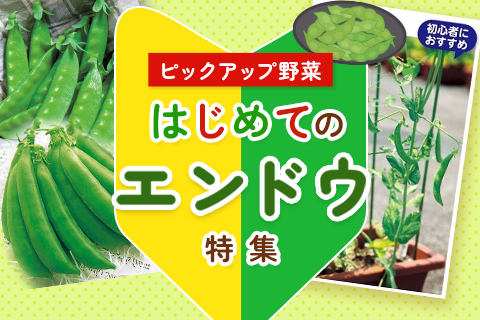 はじめてシリーズえんどう