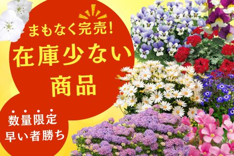 早い者勝ち！在庫限り