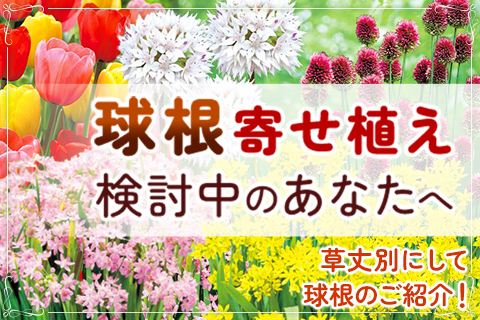 寄せ植えにおすすめ草丈別にご提案