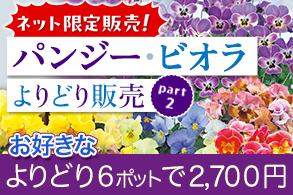 パンジー＆ビオラ