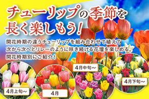 チューリップ