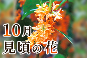 旬の花