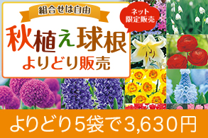 秋植え球根よりどり
