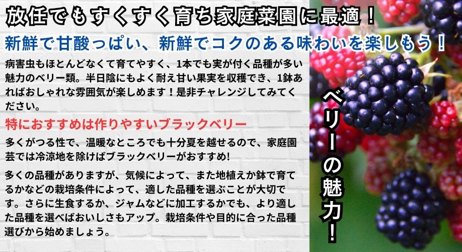 ベリー類の使い分け