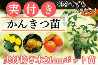 実付き