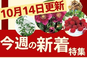 新着特集
