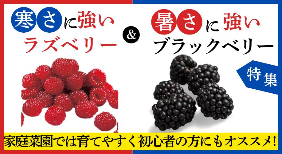 ラズベリー・ブラックベリー特集