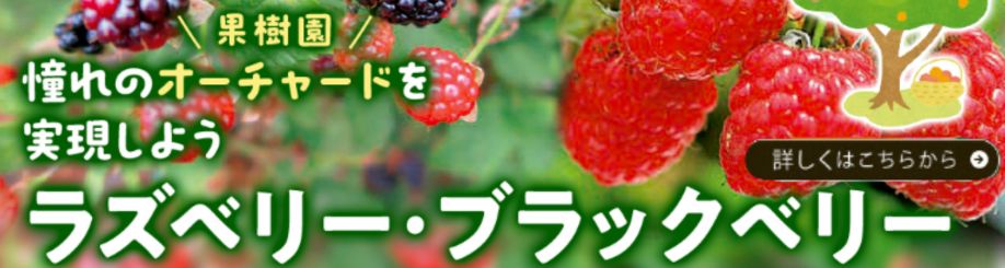 オーチャードラズベリーはこちら