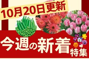新着特集