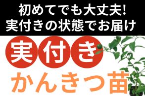 実付き