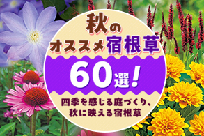 宿根草