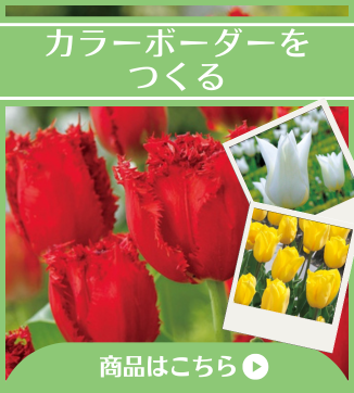 カラーボーダーをつくる