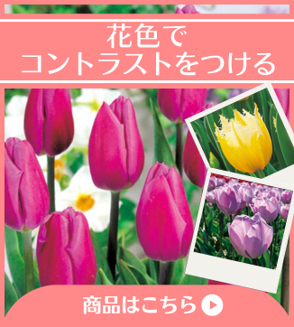 花色でコントラストをつける