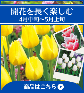開花を長く楽しむ4月中旬～5月上旬