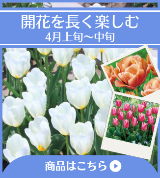 開花を長く楽しむ4月上旬～4月中旬