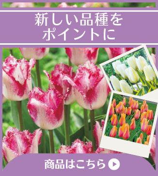 新しい品種をポイントに