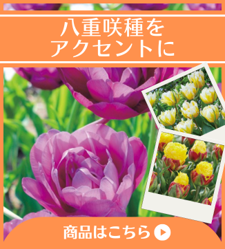 八重咲き種をアクセントに