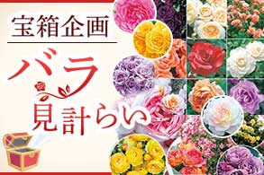 バラ福袋