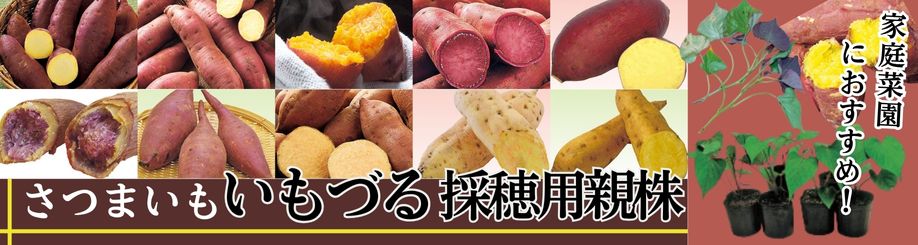 さつまいもを作ろう!!