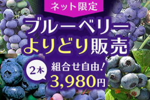 ブルーベリー
