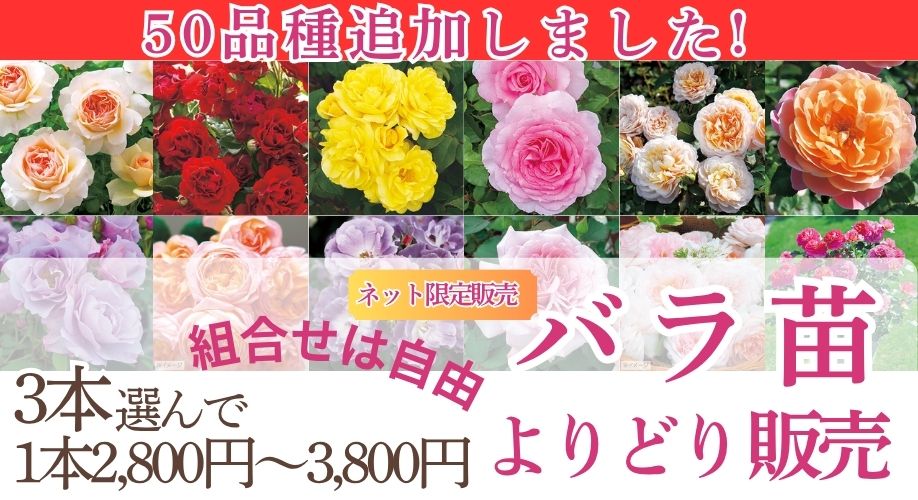 バラよりどり販売