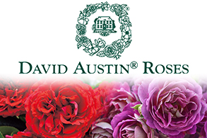 デビットオースチン