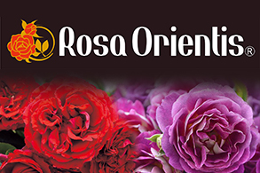 ローズオリエンティス