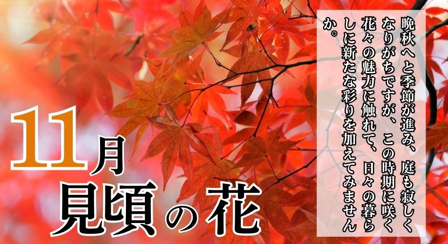 今、旬の花特集